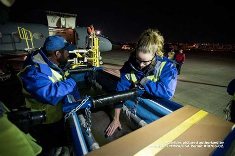 Baby beluga whale Tyonek makes 4,000 mile journey to safety - Pet ...