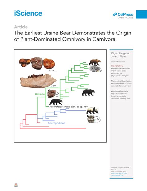 Pdf The Earliest Ursine Bear Demonstrates The Origin Of Plant