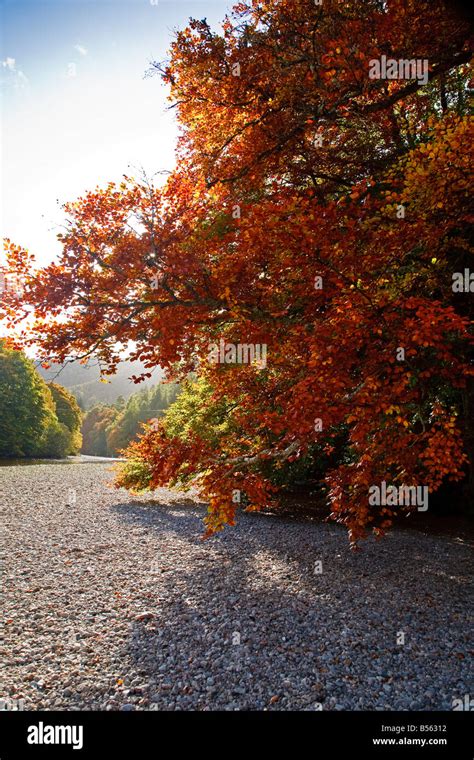 Autumn Colours by the River Garry near Pitlochry Perthshire Scotland UK 2008 Stock Photo - Alamy