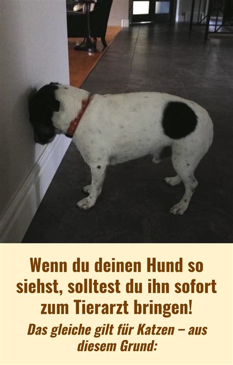 Hunde Und Katzen Haben Ihre Eigenen Verhaltensweisen Um Uns Zu Zeigen