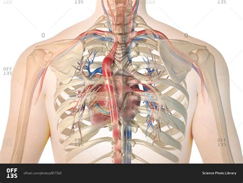 Human Heart With Vessels And Bronchial Tree Back View In Ghost Effect