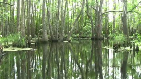 Louisiana Bayou Youtube