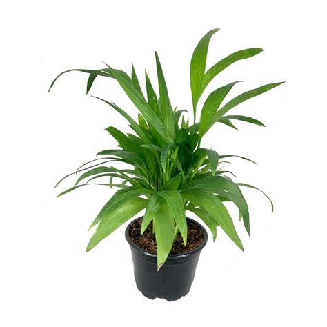 Wekiva Foliage Bamboo Palm Live Plant In In Growers Pot Chamaedorea