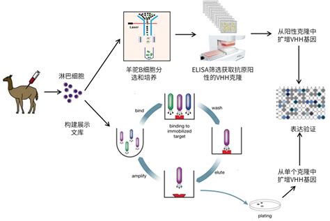 羊驼纳米抗体开发服务优睿生物 单克隆抗体定制 兔单克隆抗体 羊驼单域抗体 优睿赛思smab®平台专注于多种属单克隆抗体开发！