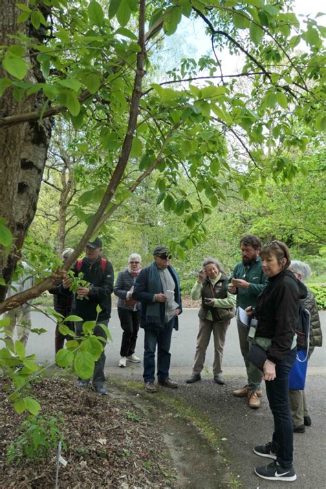 Sortie ARBRE a lArborétum du cimetière parc de Nantes 20 avril 2024