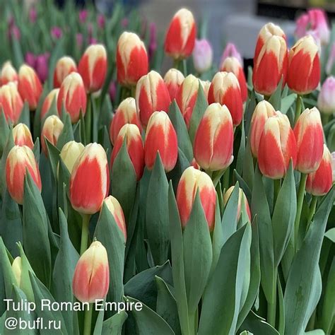 Tulip Roman Empire авторское фото BUFL RU