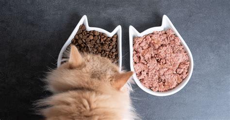 We Asked A Vet To Recommend The Best Food For Your Cat