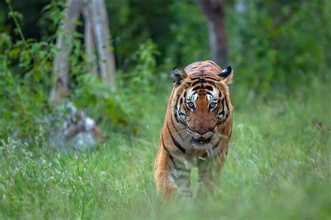 Bandipur National Park Photo Tours Photography Workshop The