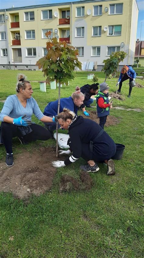 Urz D Gminy Braniewo Nasadzenie Drzew I Krzew W Lipowina