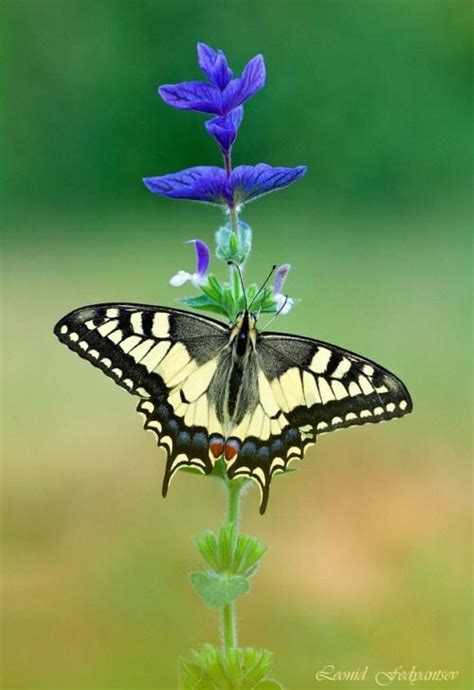 Best Butterfly Plants For Attracting Butterflies To Your Garden And Keeping Them Around Artofit