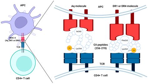 Paradoxical Duel Role Of Collagen In Rheumatoid Arthritis