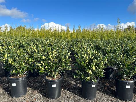 Waxleaf Privet Hedge
