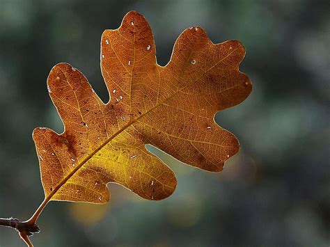 Free Images Nature Branch Light Flower Frost Autumn Frame Usa