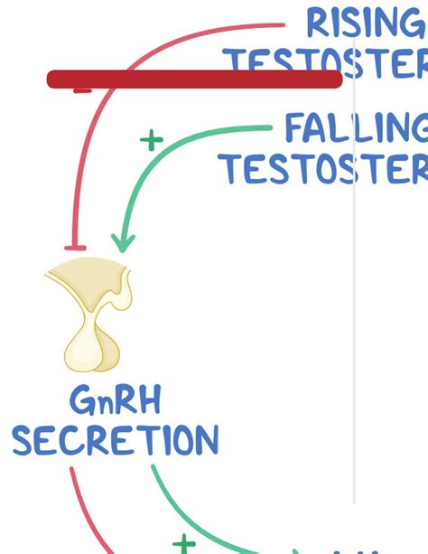 Male Reproductive System Notes Diagrams And Illustrations Osmosis