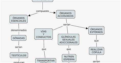 Mapas Mentales Sobre El Aparato Reproductor Femenino Cuadro Comparativo Images