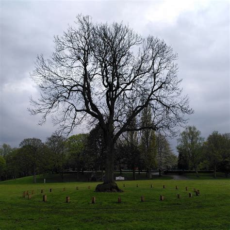 Oak Tree Brunswick Park Wednesbury A J Paxton Cc By Sa