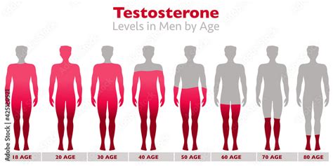 Rates In The Body Of Men With Age High And Low Levels Gray Silhouette