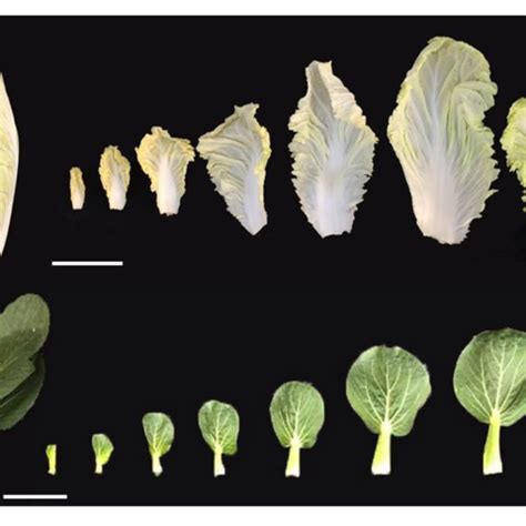 Rich Morphotypes Of Brassica Plants A Morphotypes Of B Rapa Top Download Scientific