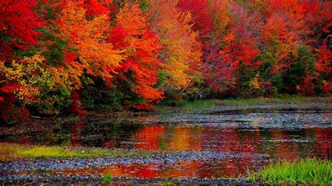 Beautiful Colorful Autumn Fall Leaves Trees Reflection On Lake Hd Fall