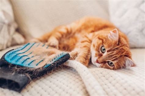 P Rdida De Cabello En Gatos Causas S Ntomas Y Tratamiento Mininos Es