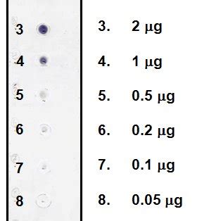 Dot blot analysis of BI and its detection limit. | Download Scientific ...