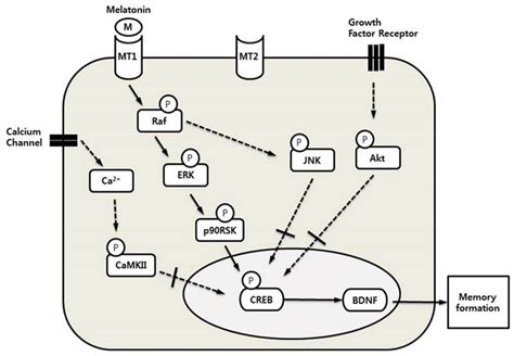 The Proposed Mechanism Demonstrates A Diagram Of The Creb Signaling