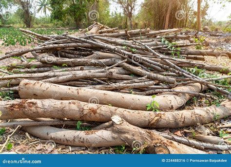 Uma Pilha De Lenha Empilhada Foto De Stock Imagem De Recolhimento