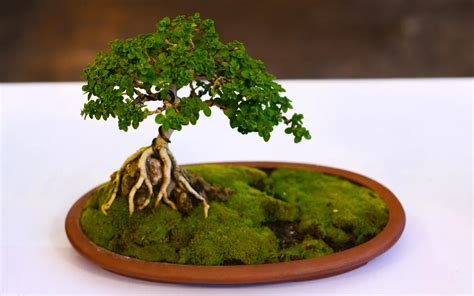 Meaning And Symbolism Of Bonsai Trees Bonsai Primer