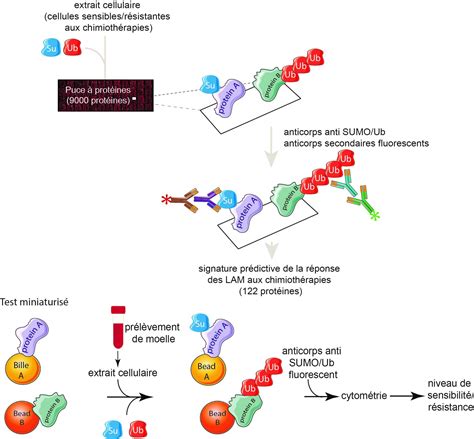 SUMO et Ubiquitine un nouveau type de biomarqueurs dans les leucémies