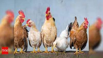 Chicken Prices Soar In Ap After Heat Blow To Poultry Visakhapatnam