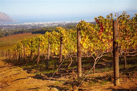 premium photo vineyard landscape  farm  wine grapes  growth