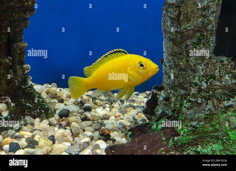 Yellow Labidochromis Caeruleus In The Aquarium Stock Photo Alamy