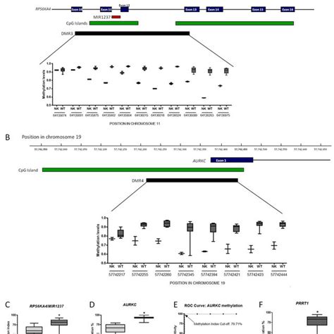 Differentially Methylated Regions In Wilms Tumor A Schematic