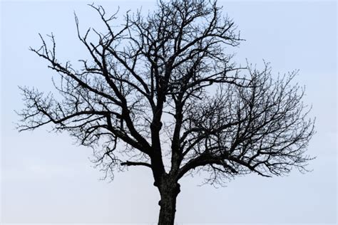 Apfelbaum im Topf Tipps für Pflege Ernte