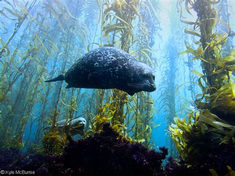 Underwater Photography In Kelp Forests