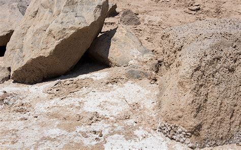 Southwest Valley Officials To Cut Salt Cedar Trees In Gila River Bed