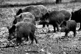 Feral Pig Hunting - Using Traps, Blinds and Cages to Hunt Wild Hogs