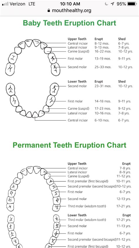 Tooth Eruption Charts Download Printable Pdf Templateroller Porn Sex Picture