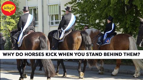 Why Do Horses Kick When You Stand Behind Them Fascinating Facts 30