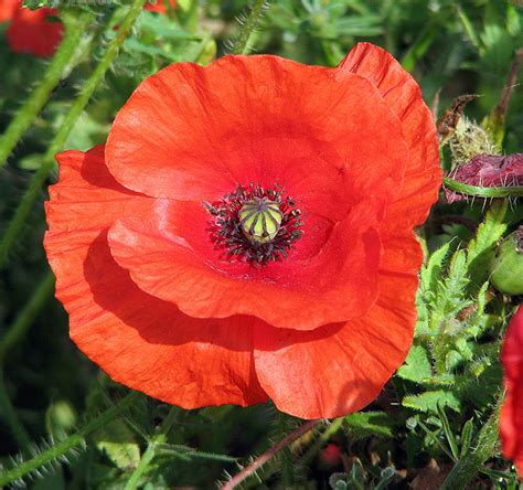 Common Poppy Papaver Rhoeas Evelyn Simak Cc By Sa 2 0 Geograph