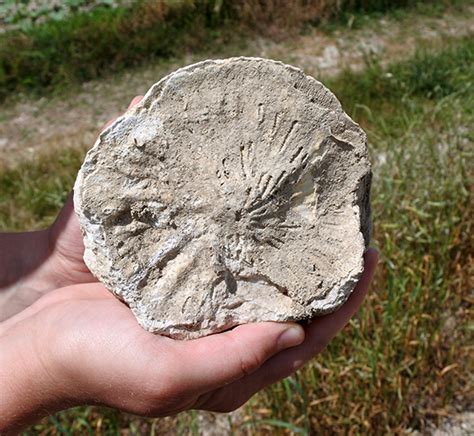 Woosters Fossil Of The Week A Rudist Clam From The Upper Cretaceous