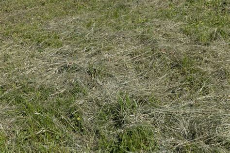 Harvesting And Drying Hay Grass For Use In Winter Stock Image Image