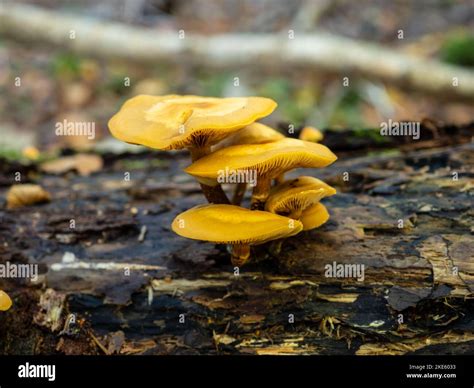 Yellow Fungi On Dead Wood Stock Photo Alamy