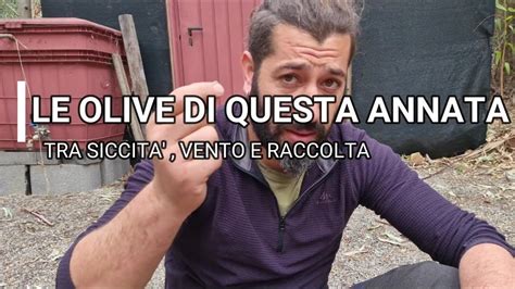 Le Olive Di Questa Annata Youtube