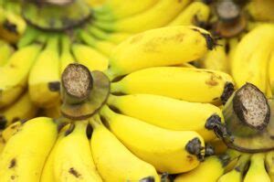 Comment Faire Pousser Un Bananier Partir D Une Banane Main Verte