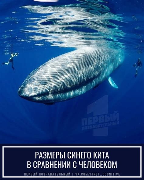 В рот синего кита помещается количество воды, равное по весу массе его ...