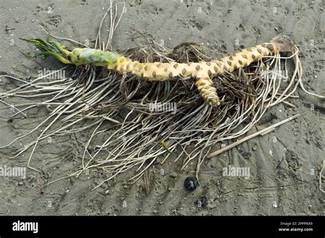 England Identification Of Plant Gall Seed Pod The Great Outdoors