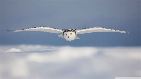 Búho Blanco Búho Pájaros Nieve Fondo De Pantalla Hd Wallpaperbetter