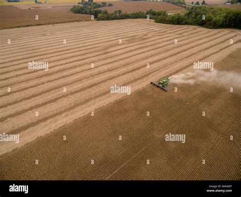 Soybean Harvest John Deere Combine Harvesting Soybeans