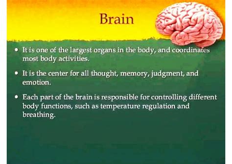 Solution Neuroanatomy Human Brain Basic Parts And Functions Studypool